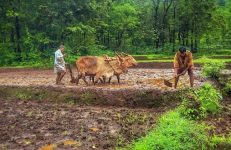 PM Kisan
