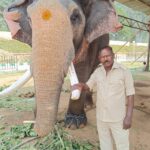 Dasara Elephant, Prashanth, to carry Howdah in 2026