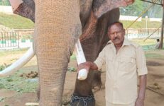 Dasara Elephant, Prashanth, to carry Howdah in 2026