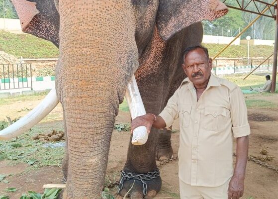 Dasara Elephant, Prashanth, to carry Howdah in 2026