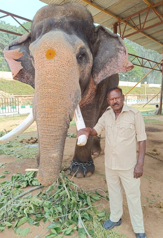Dasara Elephant, Prashanth, to carry Howdah in 2026
